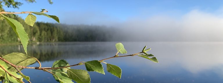 Koivunlehtiä, taustalla metsää ja järvi.